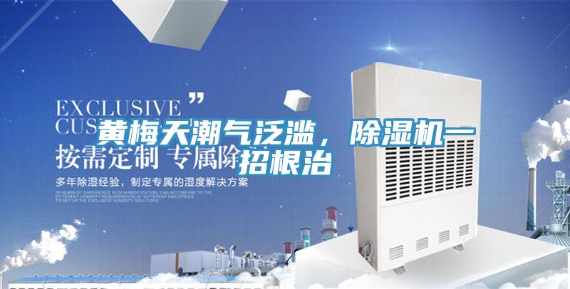 黃梅天潮氣泛濫，除濕機一招根治